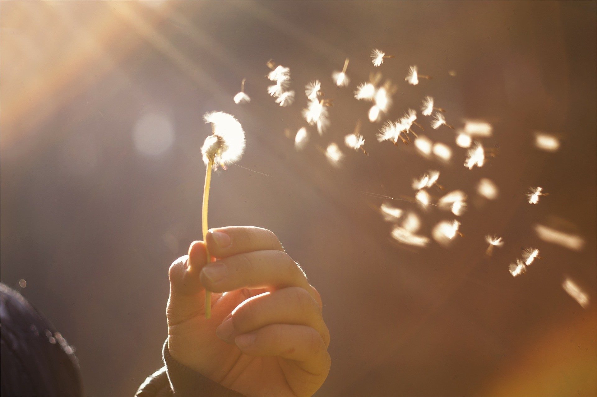 dandelion-698673_1920